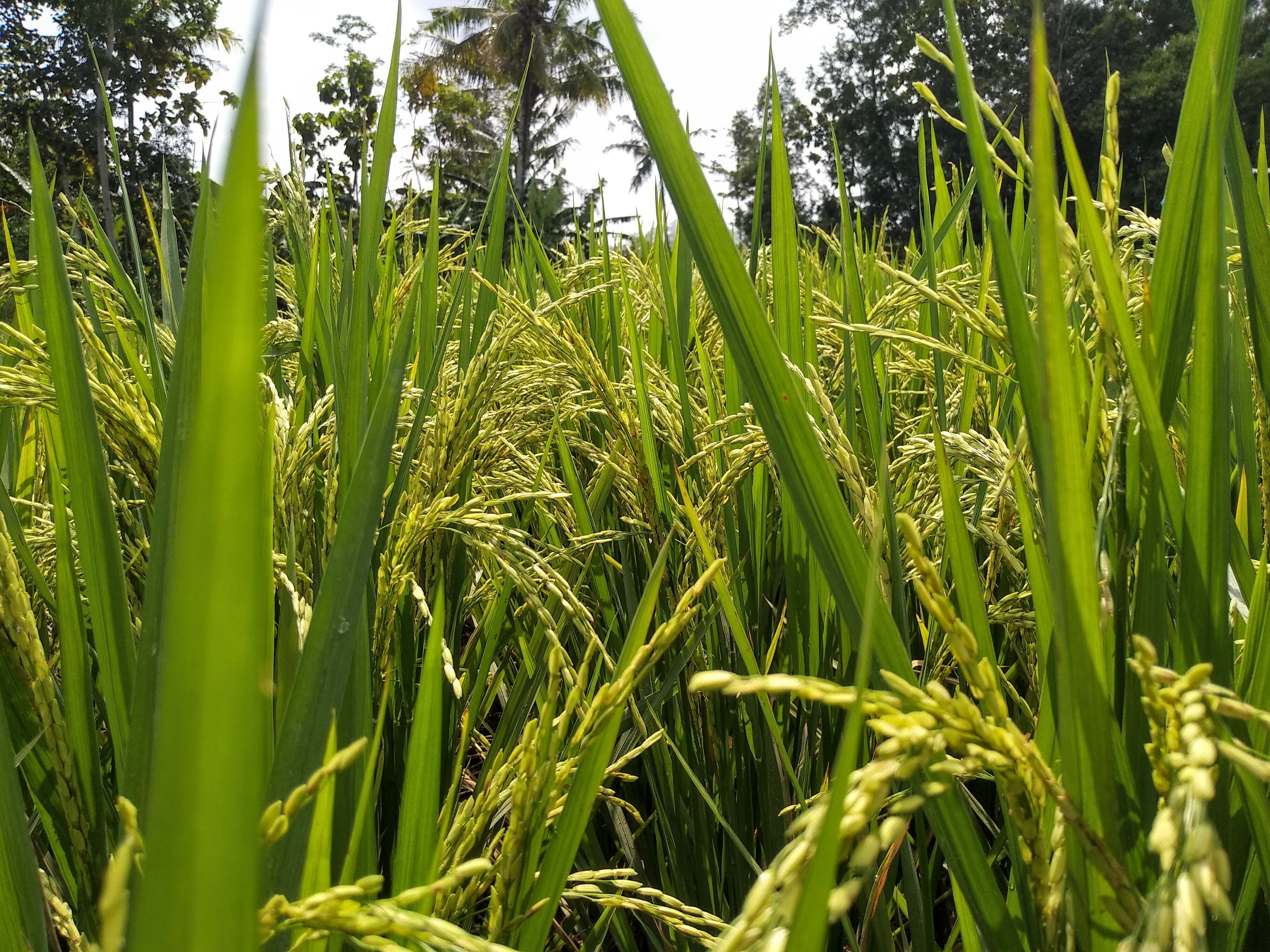 우리의 주식 쌀의 효능 쌀의 보관법과 영양 성분 알아보기