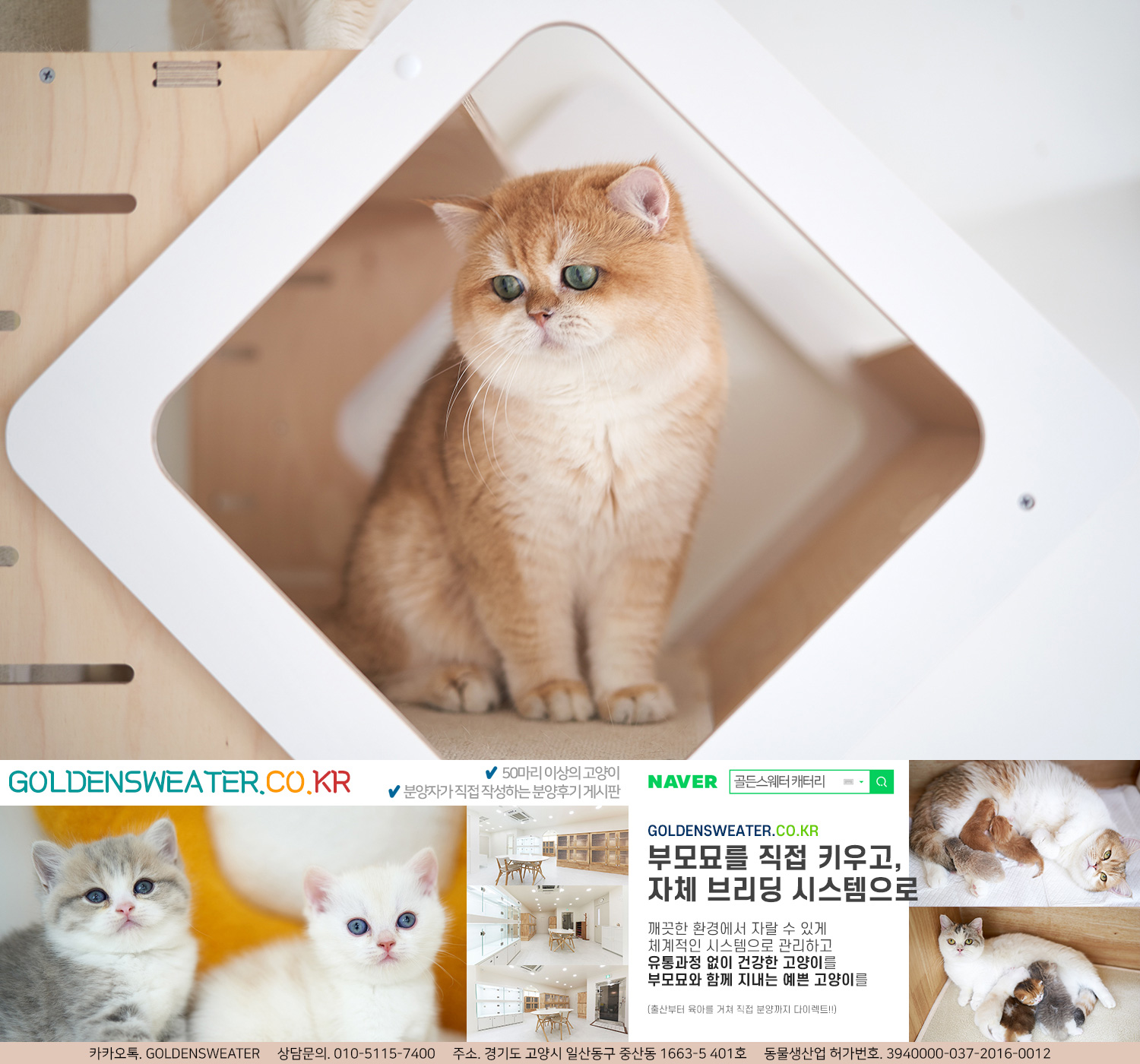  일산고양이분양 해외의 아름다운 도시에서 우연히