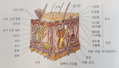 피부미용자격증