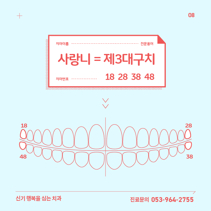 치열궁과 치아이름