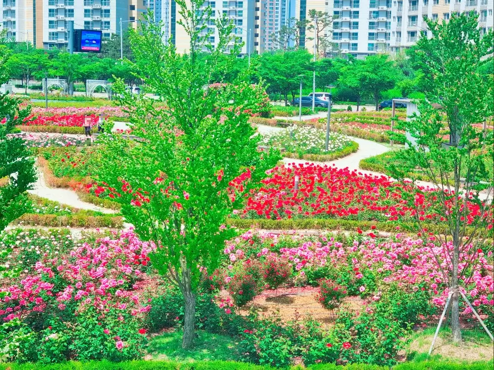 김포 한강신도시 호수공원: 장미의 계절, 발길을 잡는 풍경