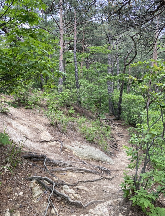 여름산으로 추천하는 괴산 칠보산(778m) 숲속을 거니는 듯 시원해 41