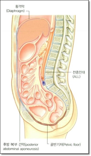 횡격막과 복부와 다른 조직들과의 연결성을 보여주는 그림
