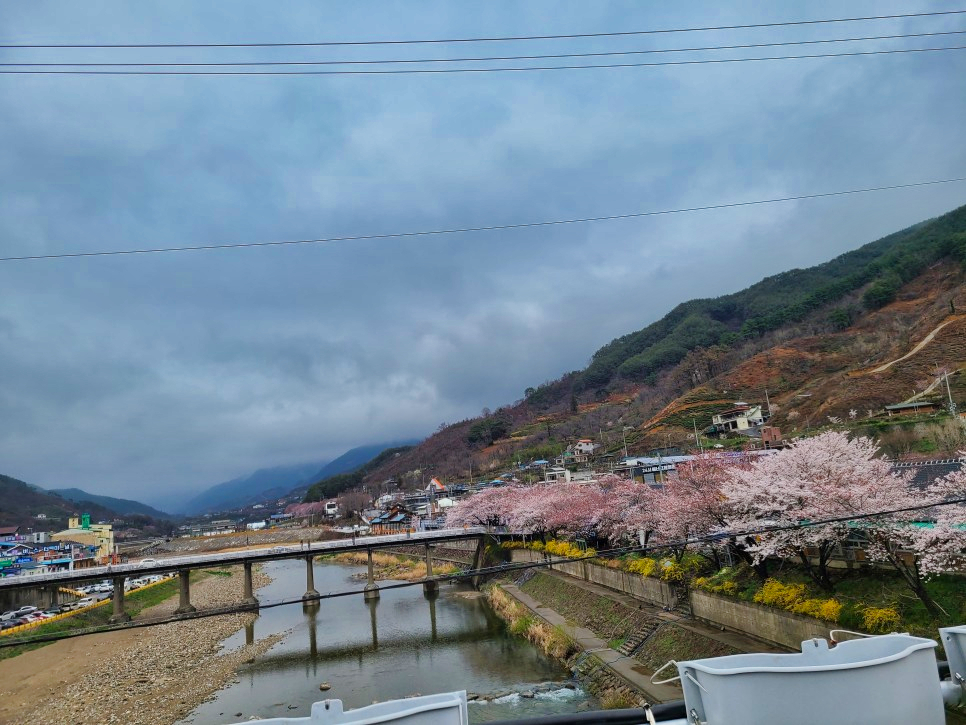 하동십리벚꽃길 벚꽃이 점점 만발하고 있습니다 1