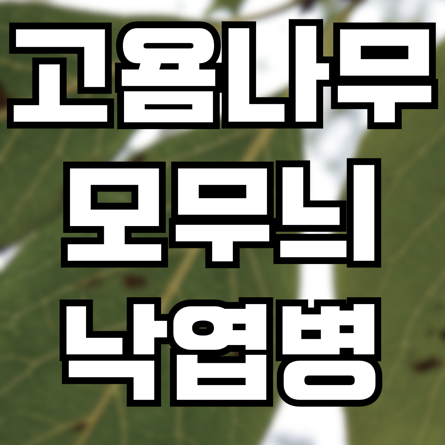  고욤나무 모무늬낙엽병