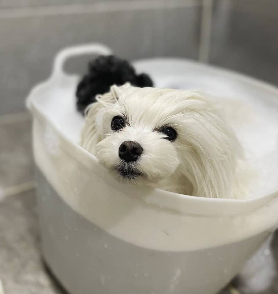 말티즈 목욕