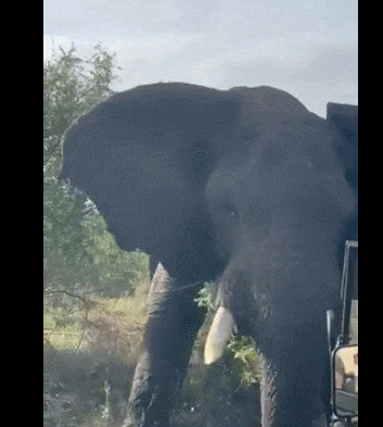  짝짓기 하던 코끼리, 다가온 사파리 트럭 박살 내 VIDEO: Terrifying moment sex-crazed 13-foot elephant charges safari truck