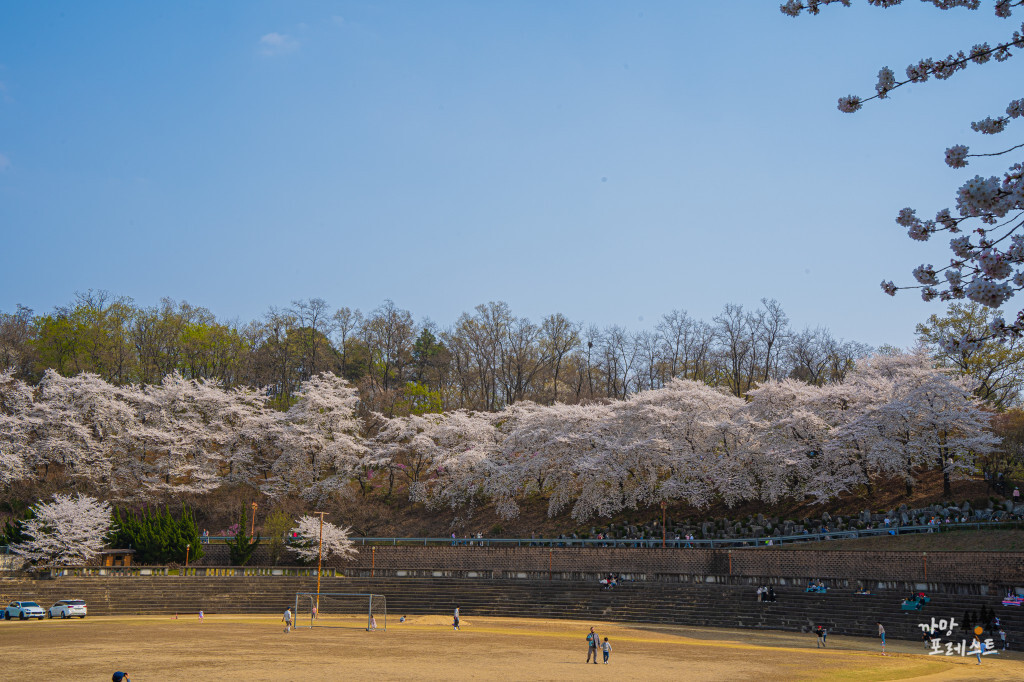 경희대 국제 캠퍼스 벚꽃 나들이