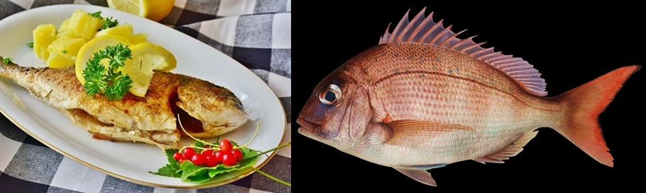 접시에-놓인-도미-구이와-누워-있는-도미-생선-사진
