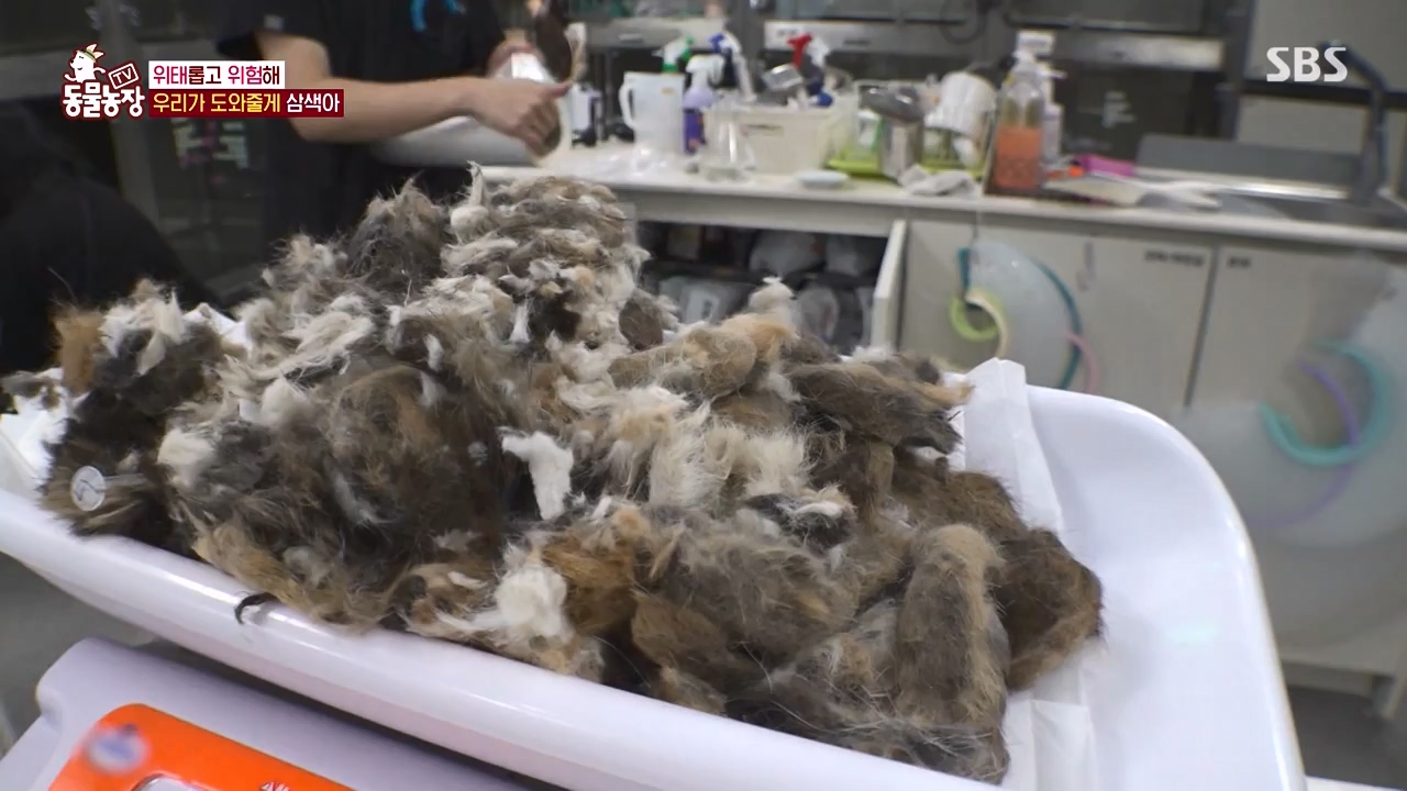 TV 동물농장.E1143.231030p-NEXT.mp4_20231029_164144.607.jpg