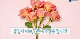 예쁜 꽃말 추천 모음 이해할수록 매력적인 꽃들의 꽃말 안내 모음_12