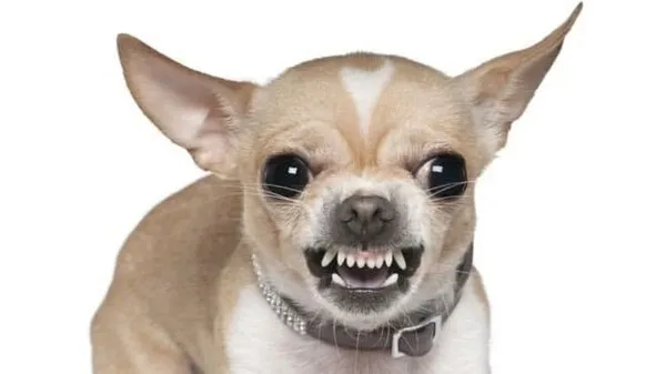 치와와 분양 종류 장모 단모 치와와 성격 수명_2