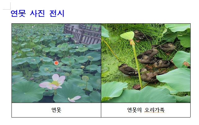 아래한글-표-그림-삽입