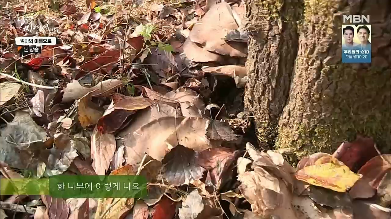 나는 자연인이다.E531.221208p.H264-F1RST.mp4_20221208_204235.919.jpg