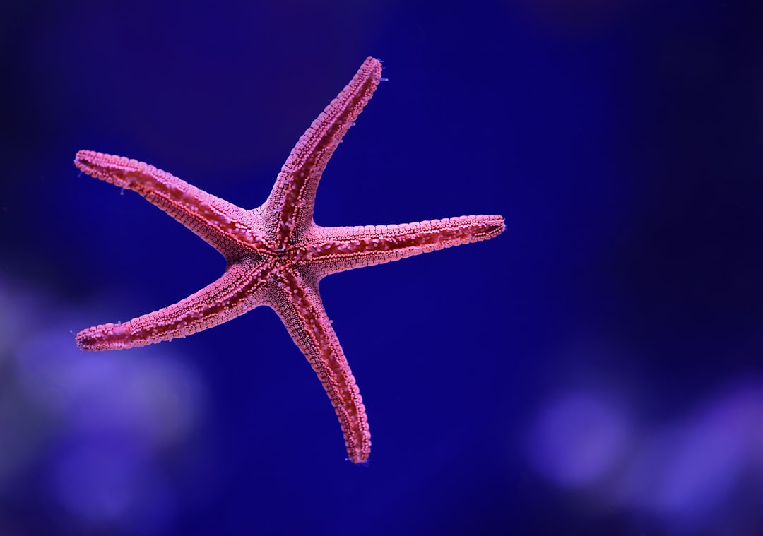 Marine life.
