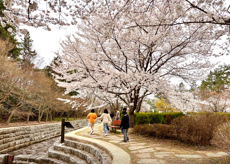 영암 왕인문화축제5