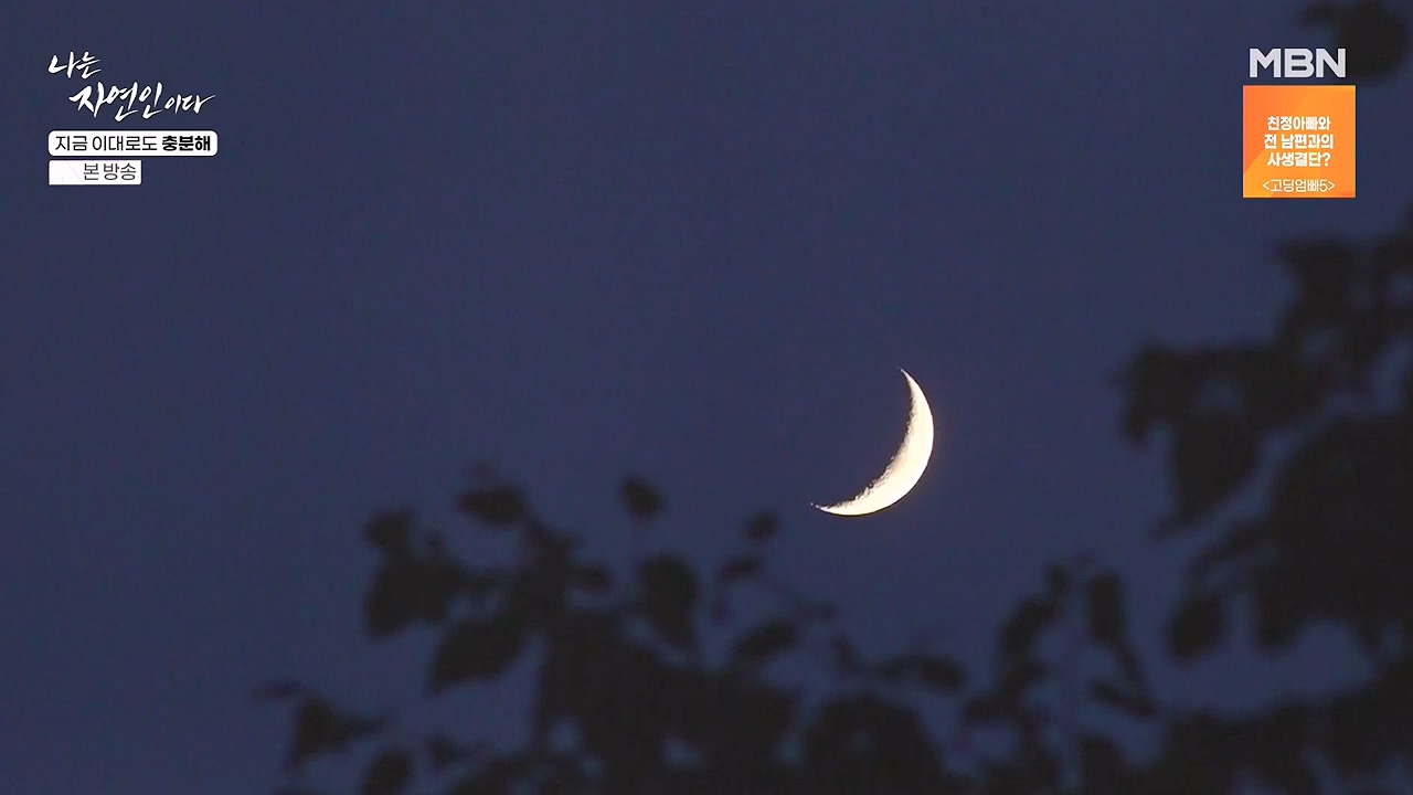 나는 자연인이다.E615.240725p-NEXT.mp4_20240725_200732.372.jpg