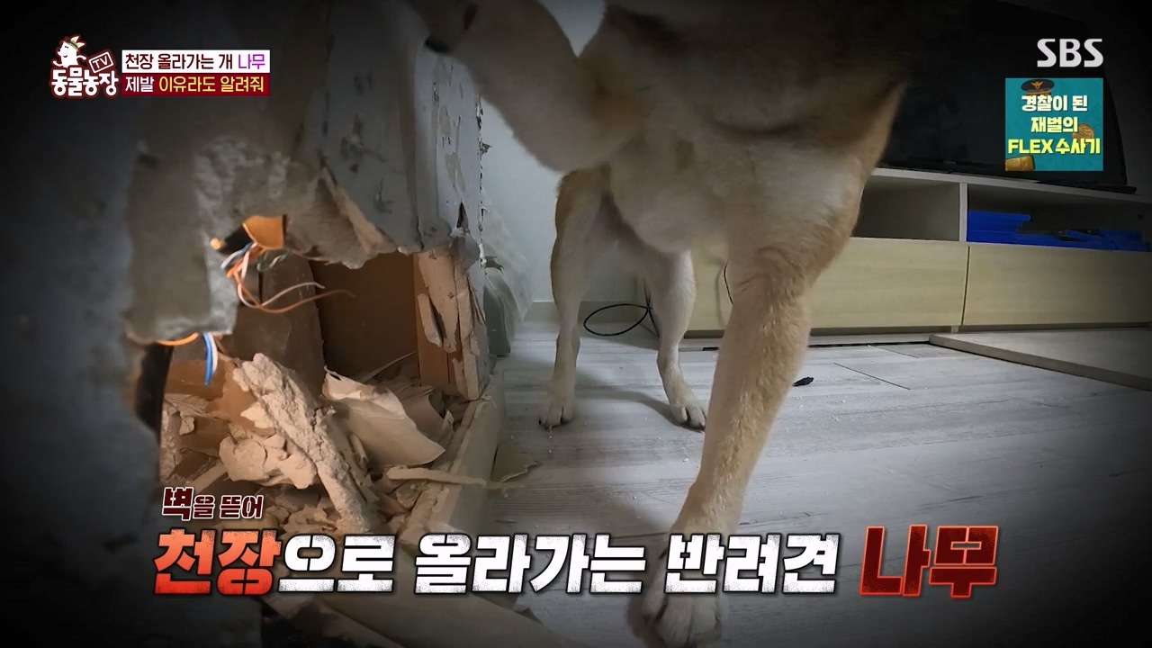 TV 동물농장.E1154.240115p-NEXT.mp4_20240114_184342.032.jpg