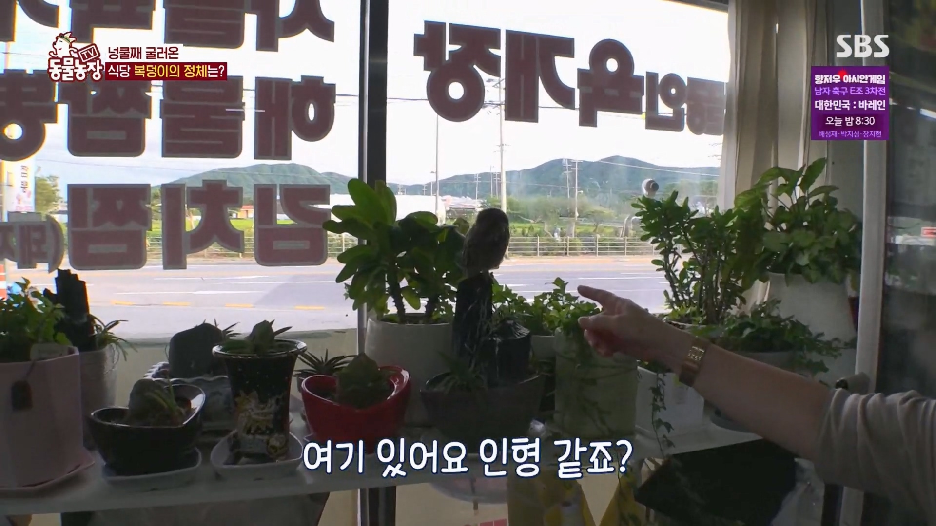 TV 동물농장.E1139.230924p.H264-F1RST.mp4_20230924_165921.239.jpg