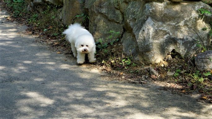 골목길에 흰 강아지 1