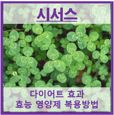 시서스 썸네일