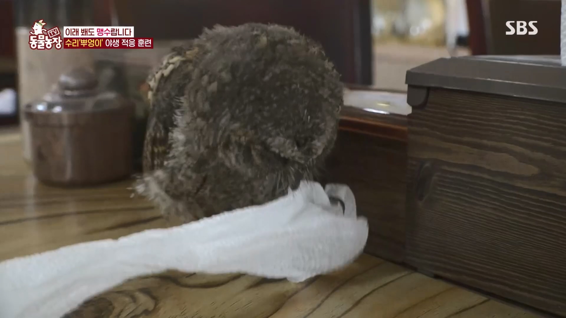 TV 동물농장.E1139.230924p.H264-F1RST.mp4_20230924_172334.681.jpg