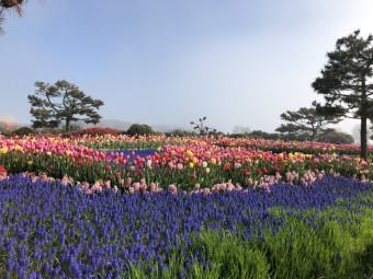 태안 안면도 튤립축제