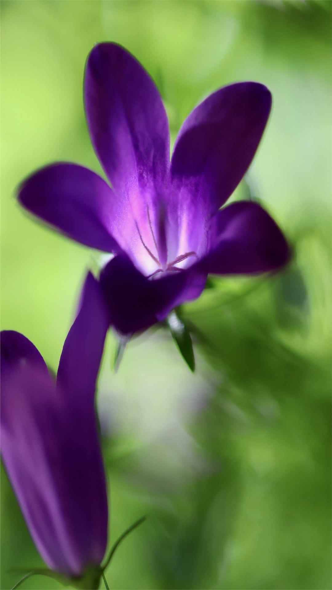 Bellflower Flower iPhone Wallpaper