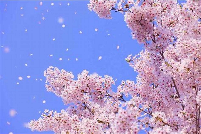 부산 벚꽃 명소3