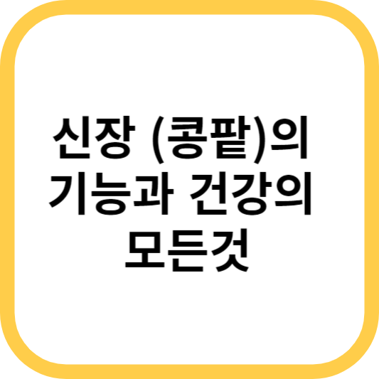  신장 (콩팥)의 기능과 건강의 모든것 5가지