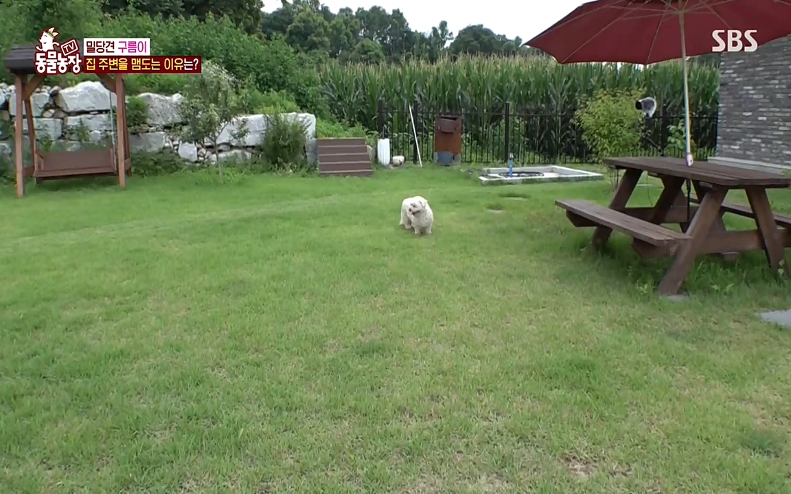 TV 동물농장.E1080.220732p-NEXT.mp4_20220731_174240.867.jpg