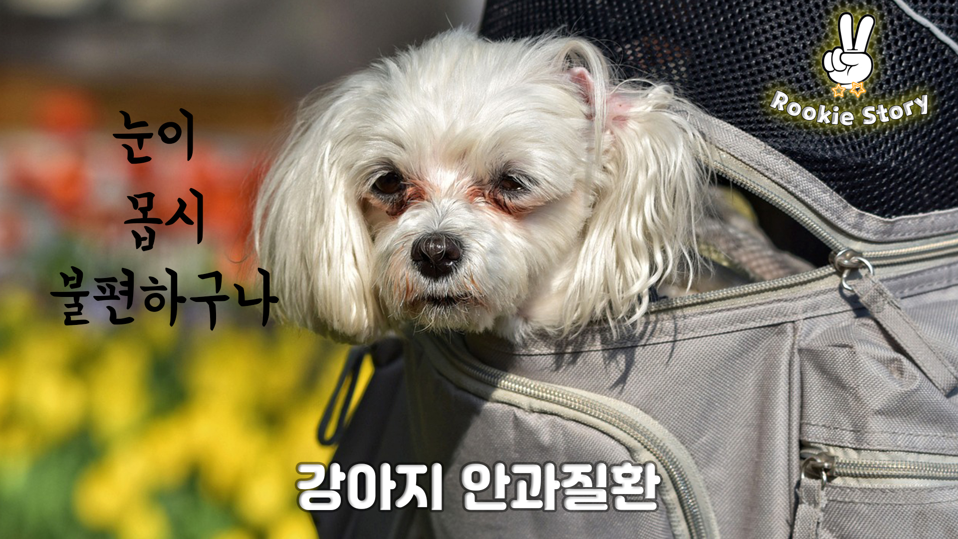  강아지 눈병 안과 질환 종류 증상 원인 치료 방법