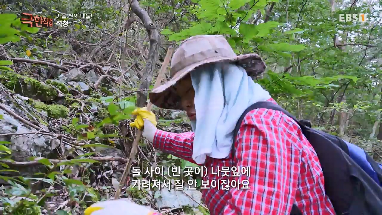 TV - 전 국민의 평생학교 EBS가을 산의 대물! 석청과 버섯.mp4_20230916_171649.570.jpg