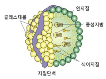 중성지방 수치가 높으면