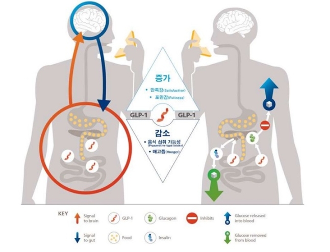  비만 치료제 위고비, 마운자로 국내 도입예고, 어떤 약인지 알아보자