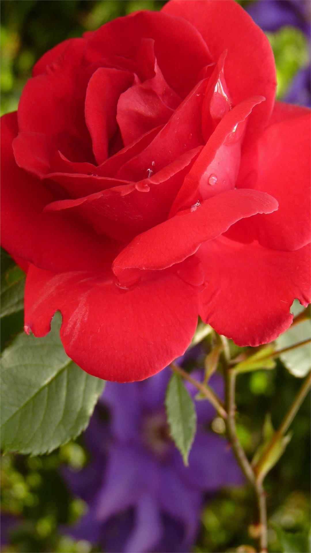 Rose Flower iPhone Wallpaper