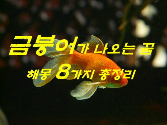 금붕어꿈 해몽 8가지 총정리