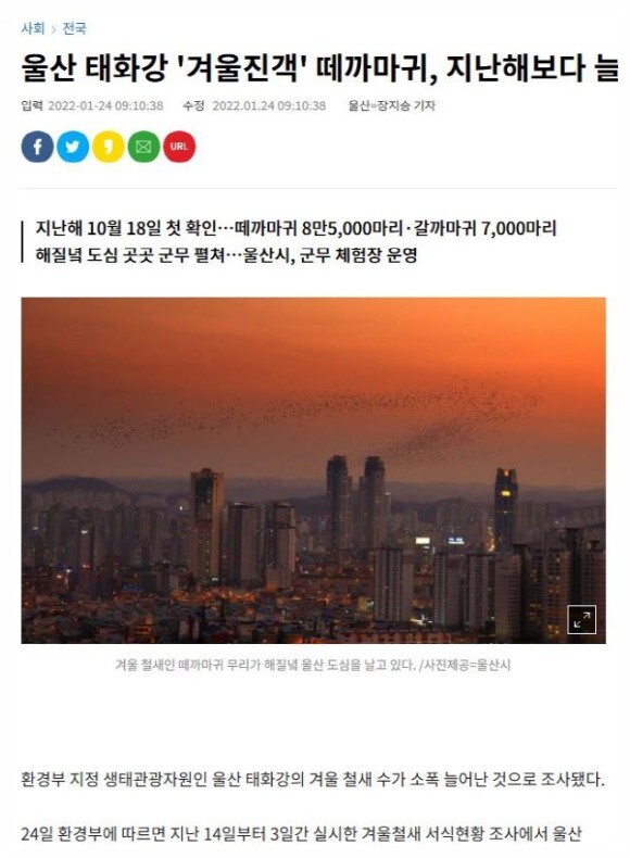  울산 떼까마귀 출몰 떼까마귀 군무