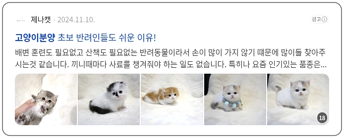 고양이 분양_2_subsection