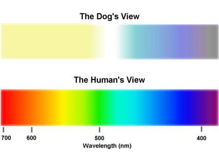 dog-human-view