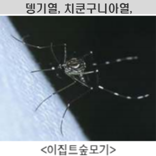 이집트숲모기-사진
