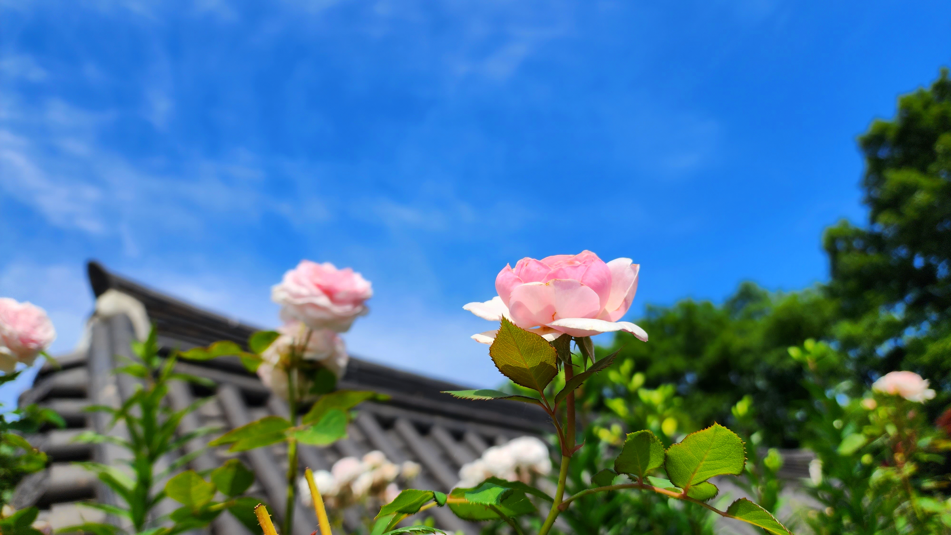 Rosa hybrida Eglantyne