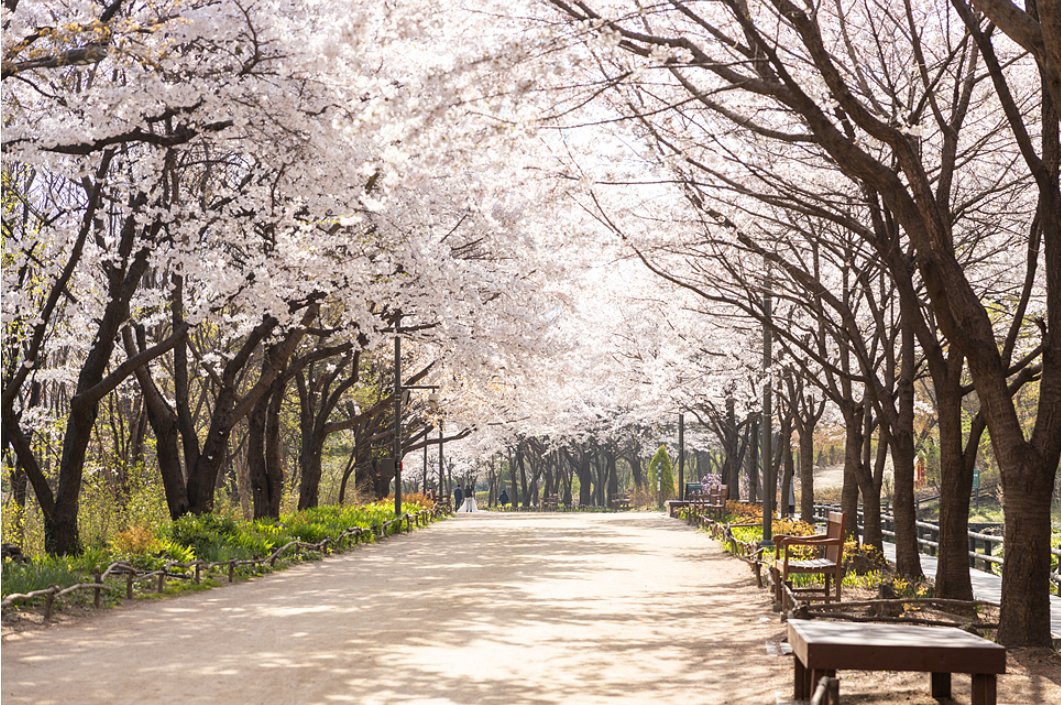서울숲-벚꽃