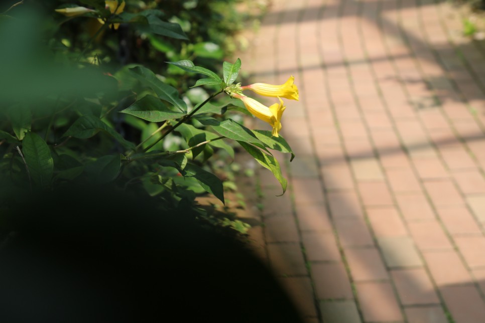 하얀장미궁전, 42