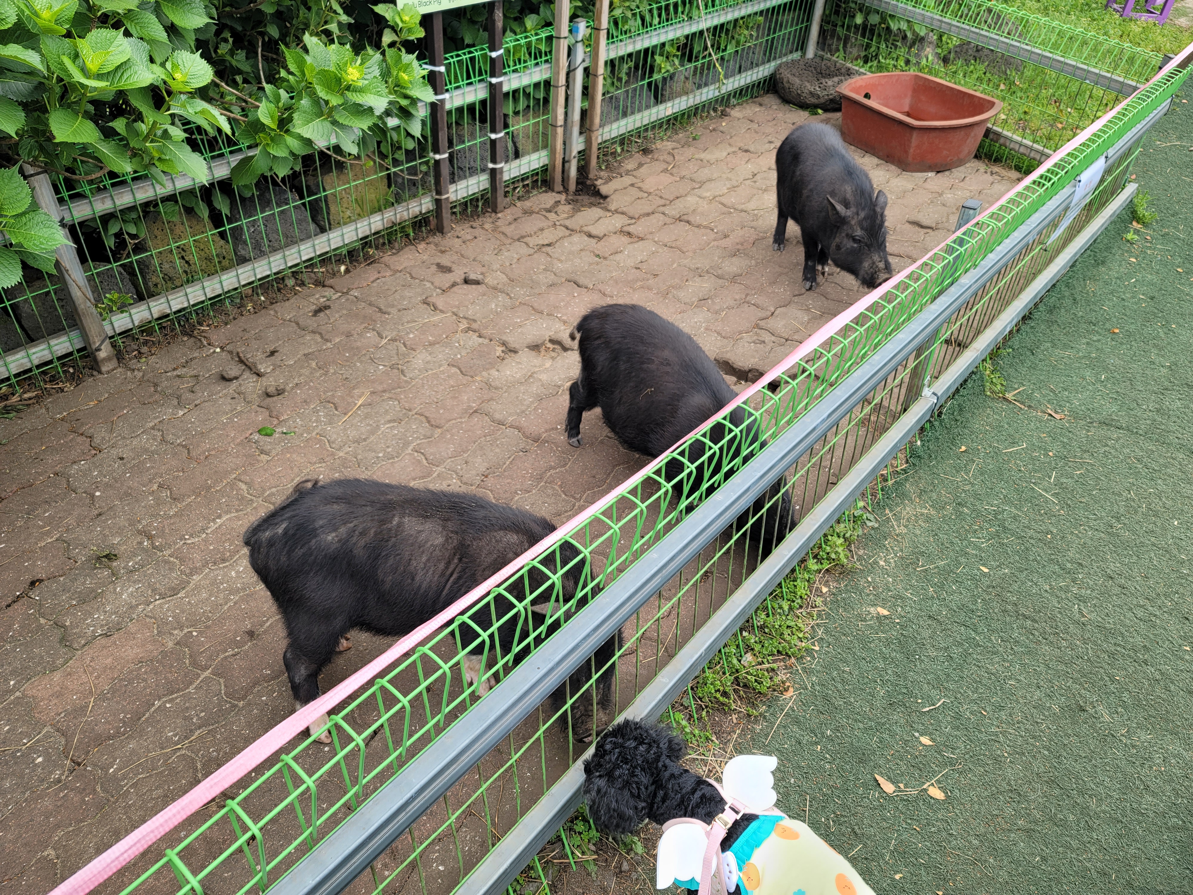 제주-흑돼지