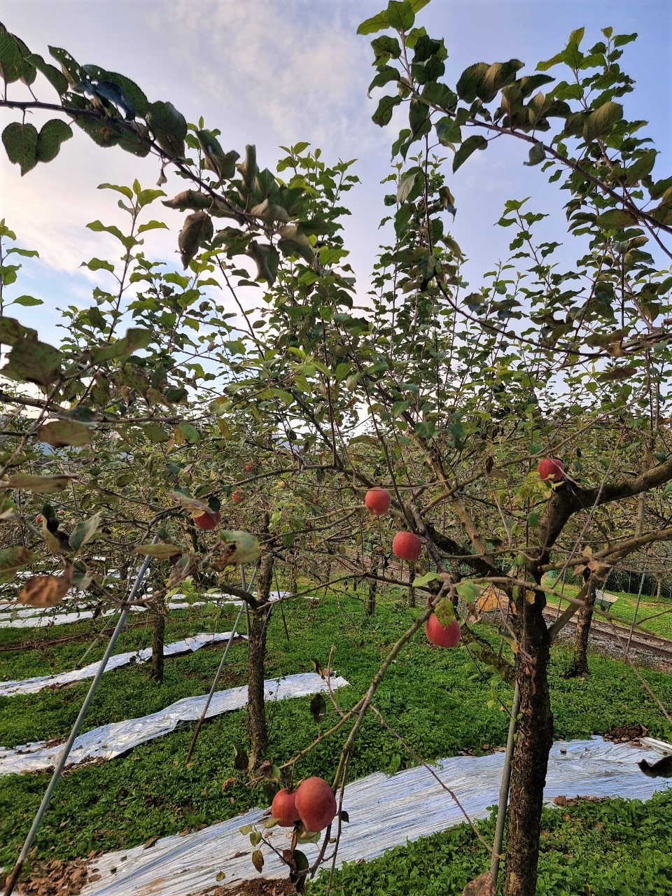 사과나무사진