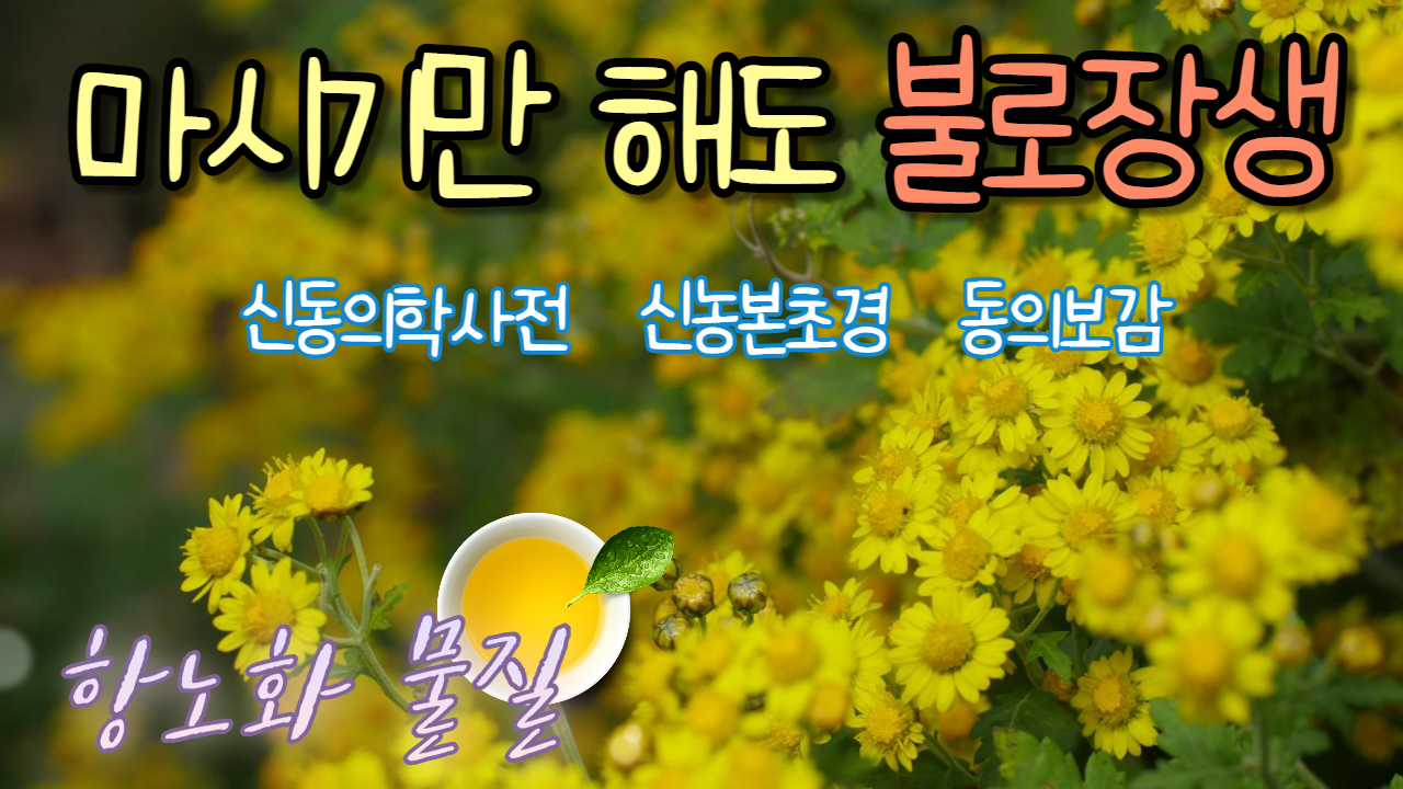 감국의 효능