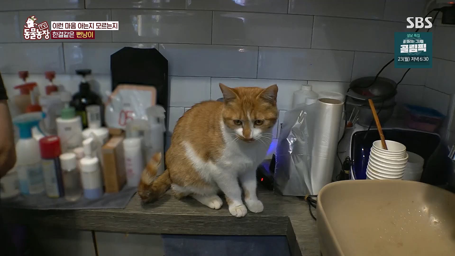 TV 동물농장.E1104.230115p.H264-F1RST.mp4_20230115_173209.107.jpg