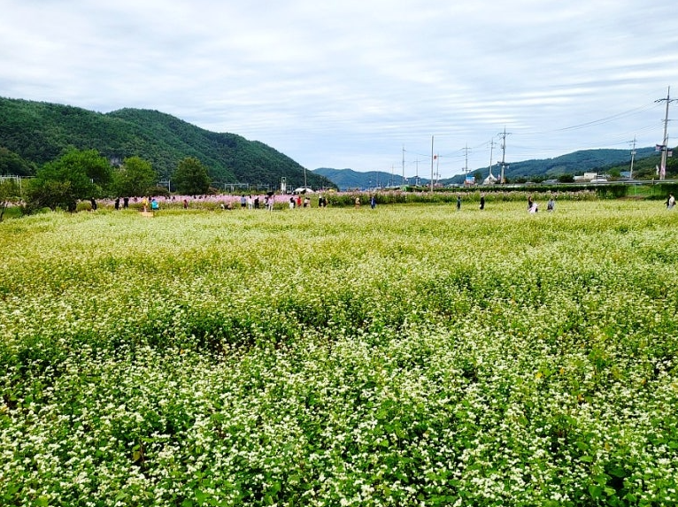 북천 코스모스1