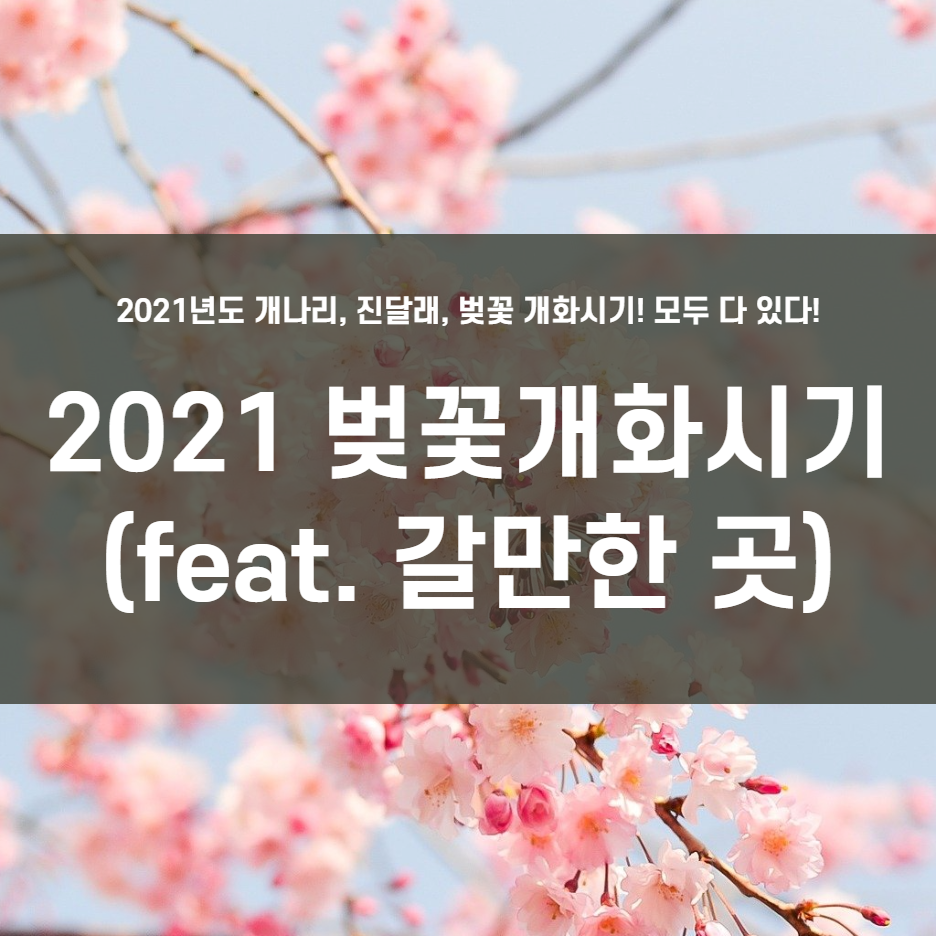  2021 벚꽃 개화시기 (feat. 만개시기는 언제?)